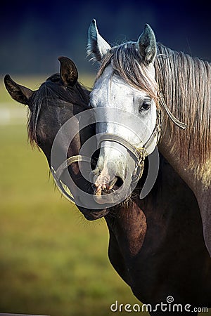 A pair of horses Stock Photo