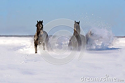 Pair of horses in a winter sunny day Stock Photo