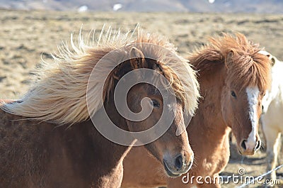 Pair of Icelandic Horses with Wind Blown Manes Stock Photo