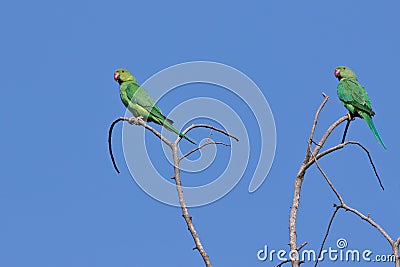 Pair of indian parrots, natural, nature, wallpaper Stock Photo