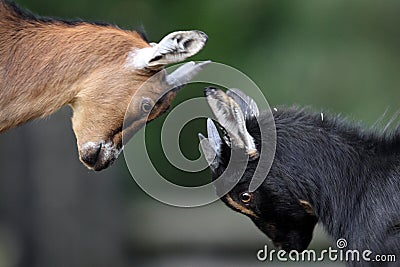 Pair of juvenile African Pygmy goats in zoological garden Stock Photo