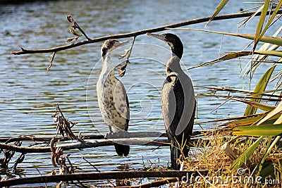 A pair of juvenile Pied Shags Stock Photo