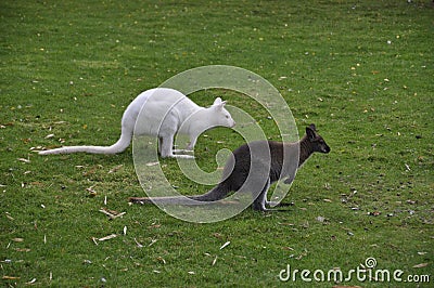 Pair of Kangaroos Stock Photo