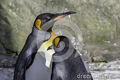 Pair of king penguins Stock Photo