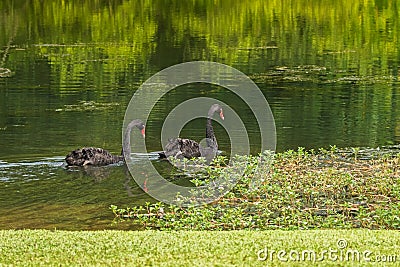 Pair of large black swans waterbird swimming in the lake during Stock Photo