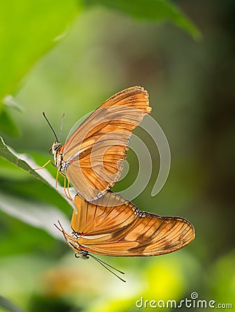 Pair of large orange, brown butterflies Stock Photo