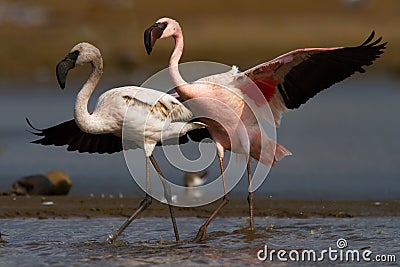 Pair of Lesser Flamingos Stock Photo