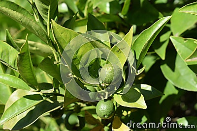 A pair of limes on the tree surrounded by leaves. Stock Photo
