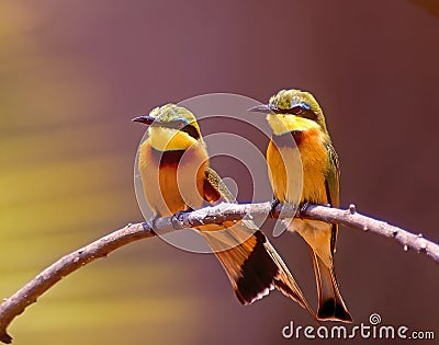 Pair of little bee eaters Stock Photo