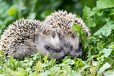 Pair of little hedgehogs outdoors Stock Photo