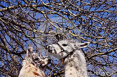 A pair of Lama in the sun Stock Photo
