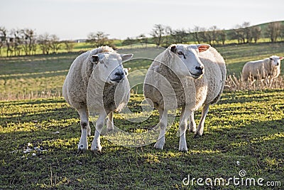 Pair of Lleyn sheep livestock in field Stock Photo