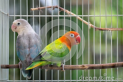 Pair of lovebird couple in the cage Stock Photo
