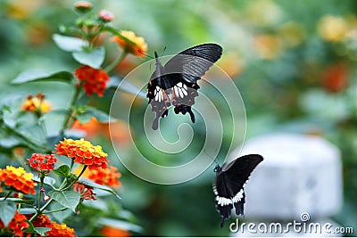 A pair of lovely butterfly Stock Photo