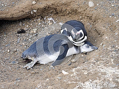 A pair of Magellanic Penguin, Spheniscus magellanicus on nesting burrows, Isla Magdalena, Patagonia, Chile Stock Photo