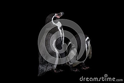A pair of Magellanic penguins isolated on black, Spheniscus magellanicus Stock Photo