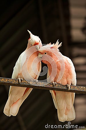 Pair of Major Mitchell parrots Stock Photo