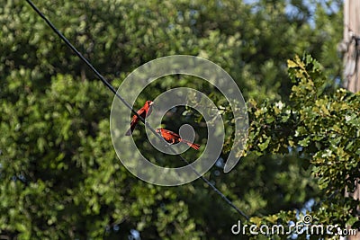 Pair of male Cardinals on power line Stock Photo