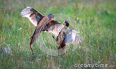 Male common pheasants Phasianus colchicus fighting Stock Photo