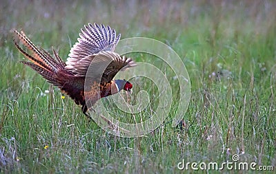 Male common pheasants Phasianus colchicus fighting Stock Photo