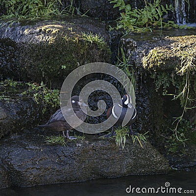Pair of male and female Harlequin ducks Histronicus Histronicus on rocks Stock Photo