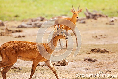 Pair of male oribi walking in Kenyan savannah Stock Photo