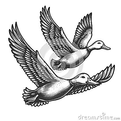 Flying Mallard Ducks engraving vector illustration Vector Illustration