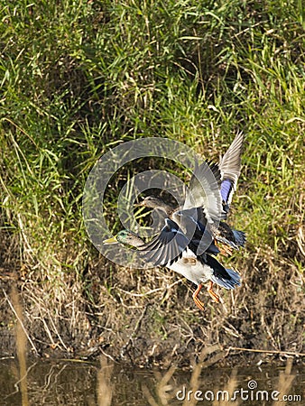 A pair of Mallard Ducks Stock Photo