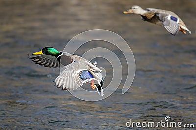 Pair of Mallard Ducks Landing on the Blue Water Stock Photo