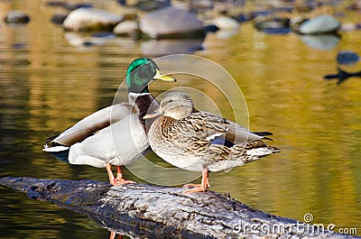 Pair of Mallard Ducks Resting in an Autumn Pond Stock Photo