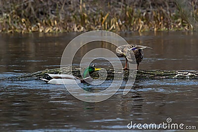 A pair of Mallard ducks resting motionless on a tree trunk. Sitting in the same position. Side view, closeup. Genus species Anas Stock Photo
