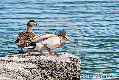 A pair of mallard ducks on the shorelines of San Francisco bay area, California Stock Photo