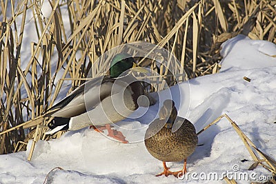 Pair of Mallards Stock Photo