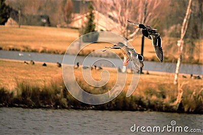 Pair of mallards in flight landing on a pond Stock Photo