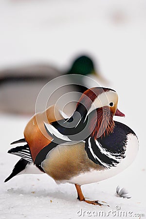 Pair of Mandarin Duck birds on snow during a winter period Stock Photo