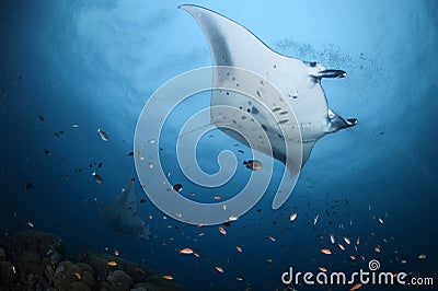 Manta rays gliding over divers in Maldives Stock Photo