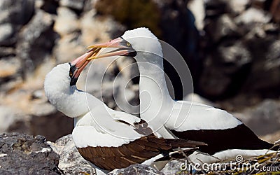 Pair of Masked White boobies sitting on the rocks. The Galapagos Islands. Birds. Ecuador. Stock Photo