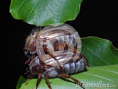 Pair of mating Amphimallon solstitiale Stock Photo