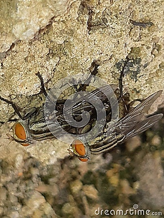 Pair of mating flies Stock Photo