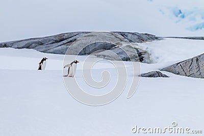 Pair of mating gentoo penguins in Antarctica Stock Photo