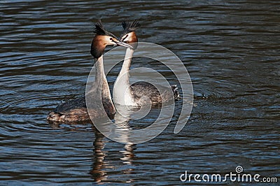 Great Crested Grebe, mating Stock Photo