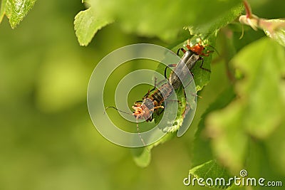 A pair of mating Soldier Beetle Stock Photo