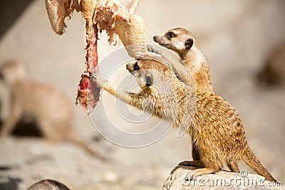 Pair of meerkat eating Stock Photo