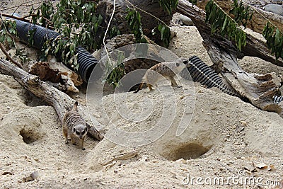 Pair of meerkats Stock Photo