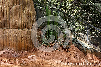A pair of meerkats resting on the ground in the zoo Stock Photo