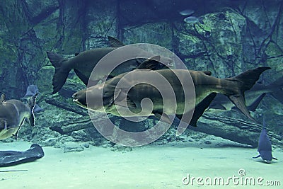 A pair of Mekong giant catfish swimming steadily in opposite direction Stock Photo