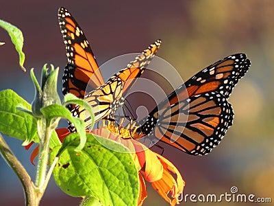 Pair of Monarch Butterflies in the Garden Stock Photo