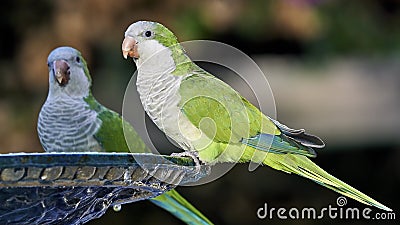 Pair of Monk Parakeets Perched on Iron Fountain Colored Background Cadiz Spain Stock Photo
