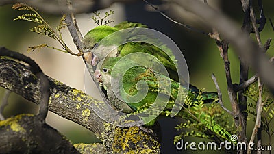 Pair of Monk Parakeets Perched on a Tree Branch Stock Photo