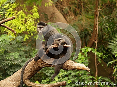 Pair of Monkeys Stock Photo